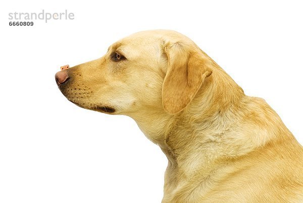 Hund  Genuss  Labrador  Retriever