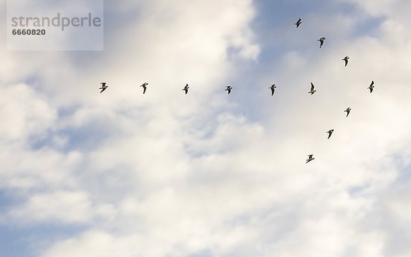 Form  Formen  fliegen  fliegt  fliegend  Flug  Flüge  Vogel  Pfeilzeichen  Pfeil