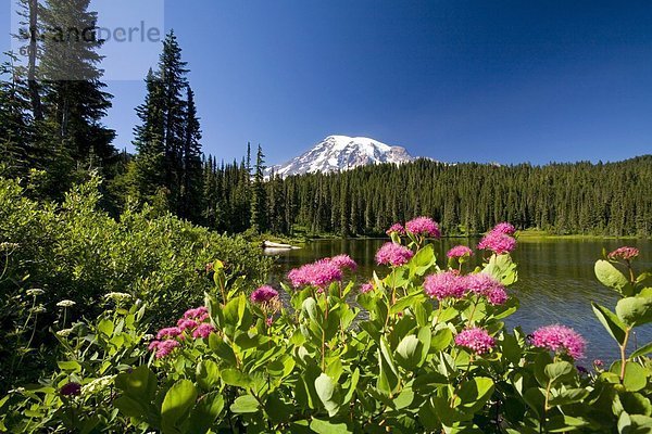 Vereinigte Staaten von Amerika  USA  Wildblume  Mount Rainier Nationalpark