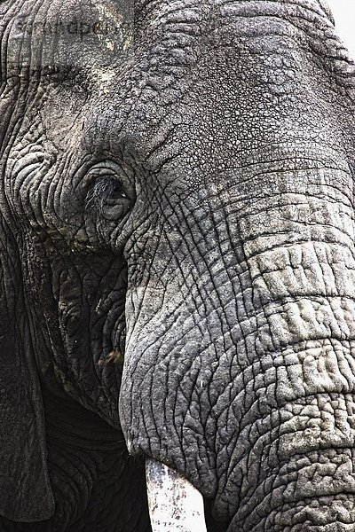 Bulle  Stier  Stiere  Bullen  Portrait  Elefant