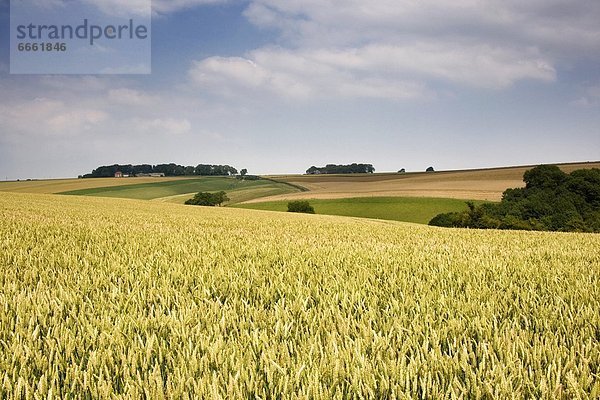 Weizenfeld  England  North Yorkshire