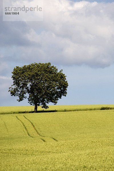 Weizenfeld  England  North Yorkshire