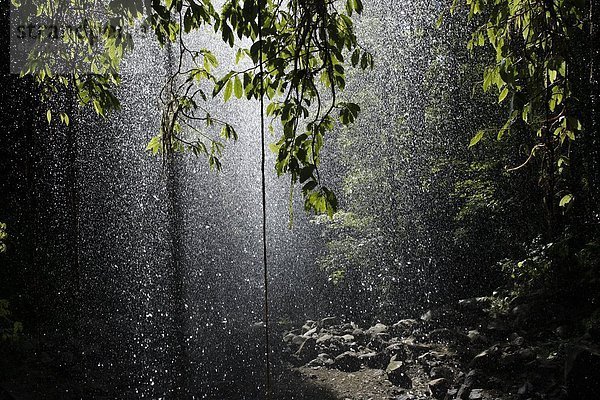 Australien  Bellingen  Regenwald