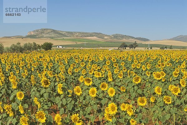 Andalusien  Spanien