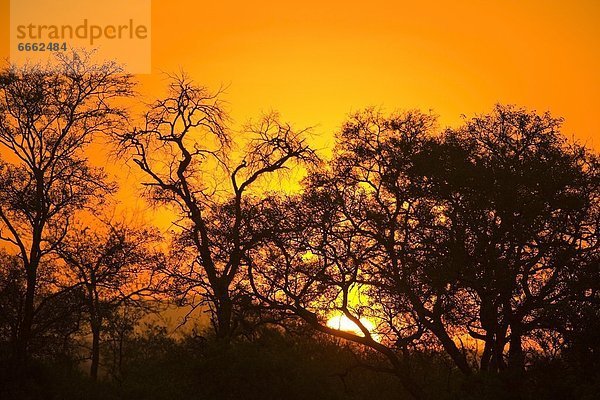 Südliches Afrika  Südafrika  Sonnenuntergang  Afrika  Mpumalanga
