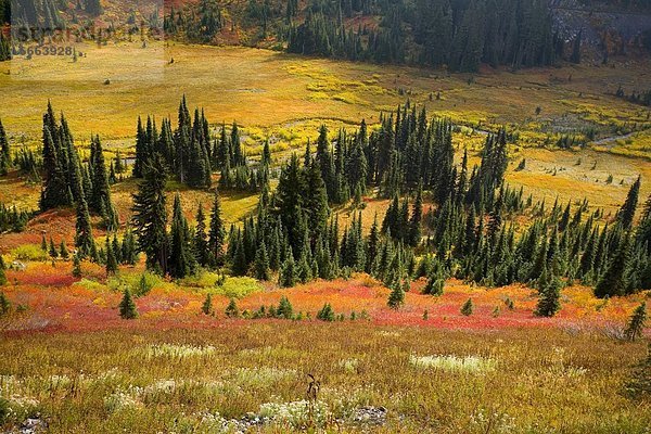 Vereinigte Staaten von Amerika  USA  Herbst  Mount Rainier Nationalpark