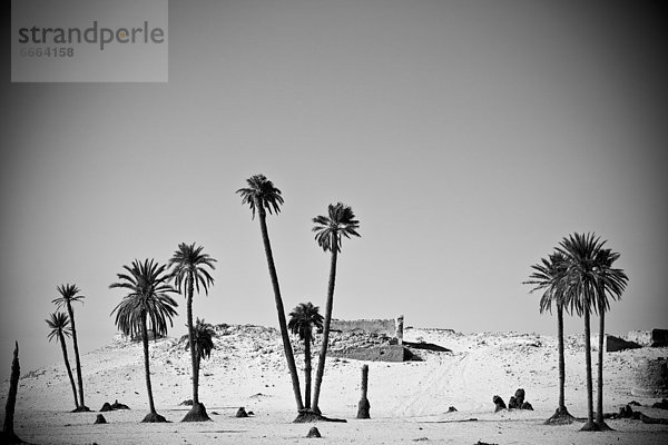 Baum  Wüste  Sahara  Douz  Tunesien