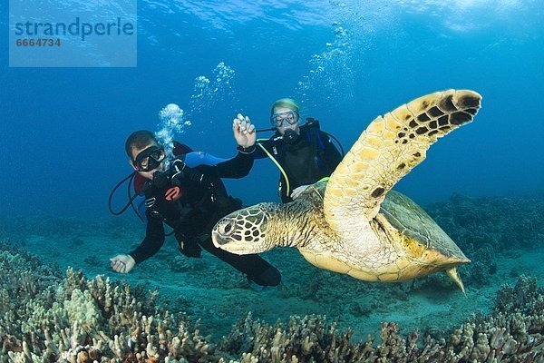 Vereinigte Staaten von Amerika USA Wasserschildkröte Schildkröte nahe Reinigung grün Landschildkröte Schildkröte Haltestelle Haltepunkt Station