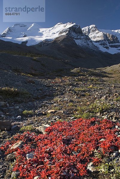 Columbia-Eisfeld  Columbia Icefield  Alberta  Kanada