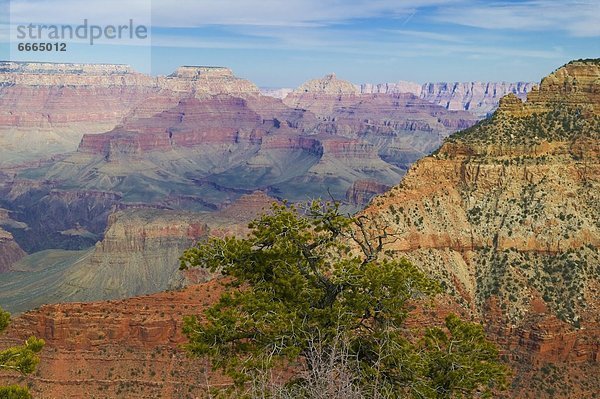 Grand Canyon  Arizona  Usa