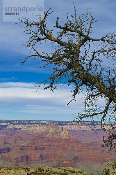 Grand Canyon  Arizona  Usa