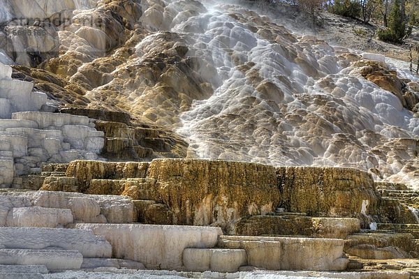 Vereinigte Staaten von Amerika  USA  Yellowstone Nationalpark