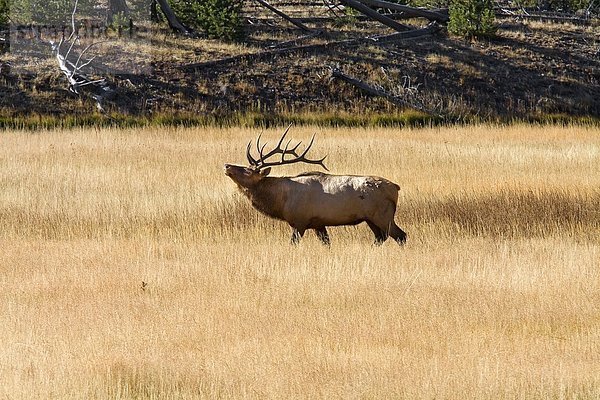 Vereinigte Staaten von Amerika  USA  Elchbulle  Yellowstone Nationalpark