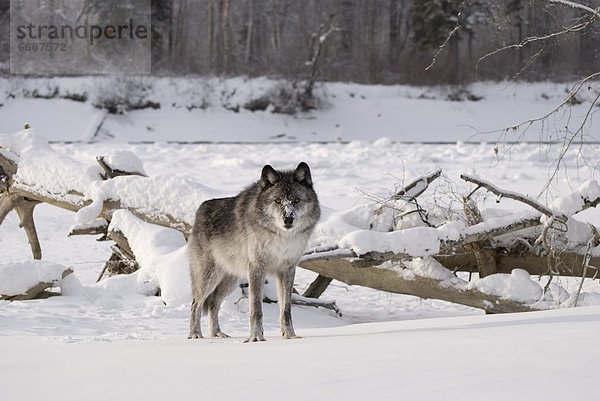 Wolf  Canis lupus  Schnee