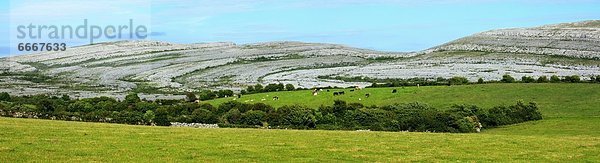 Die Burren Karstlandschaft  County Clare  Irland