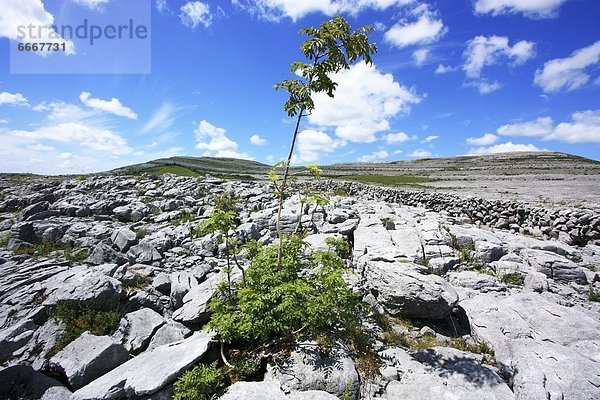 Die Burren Karstlandschaft  County Clare  Irland