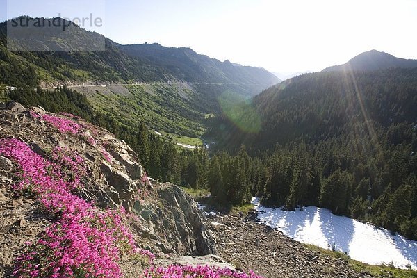 Vereinigte Staaten von Amerika  USA  Berg  Wildblume  pink  Seitenansicht  Mount Rainier Nationalpark