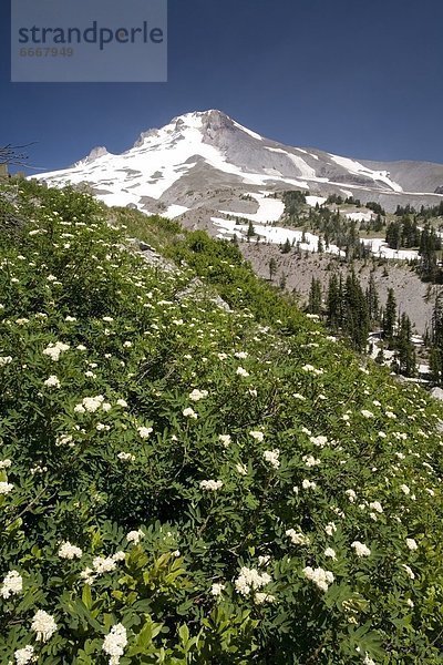 Vereinigte Staaten von Amerika  USA  Berg  Blume  weiß  Seitenansicht  Oregon