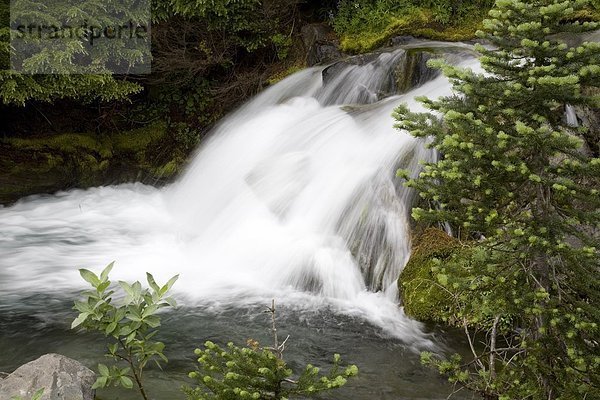 Vereinigte Staaten von Amerika  USA  Mount Rainier Nationalpark