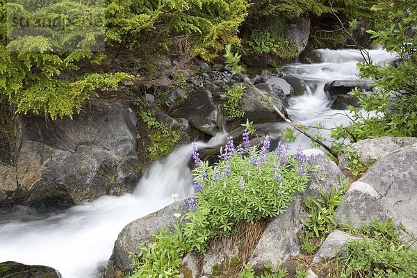 Vereinigte Staaten von Amerika  USA  Mount Rainier Nationalpark