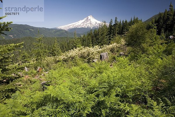 Vereinigte Staaten von Amerika  USA  Berg  Überfluss  Laub  Oregon