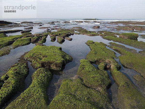 bedecken Küste Boden Fußboden Fußböden vorwärts Indonesien Moos