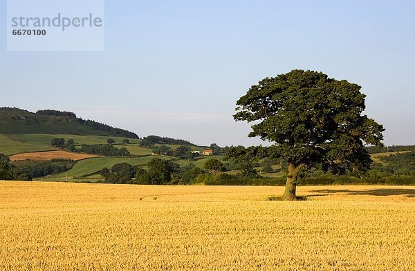 Getreide Baum England North Yorkshire