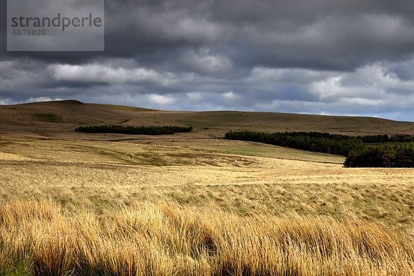 Wolke  Dunkelheit  über  Feld  Weizen  England  Northumberland
