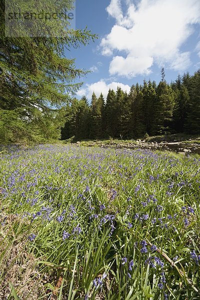Wald  Feld  Wildblume  umgeben