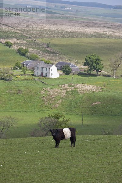 Hausrind Hausrinder Kuh Bauernhaus Hintergrund Feld Kuh Schottland
