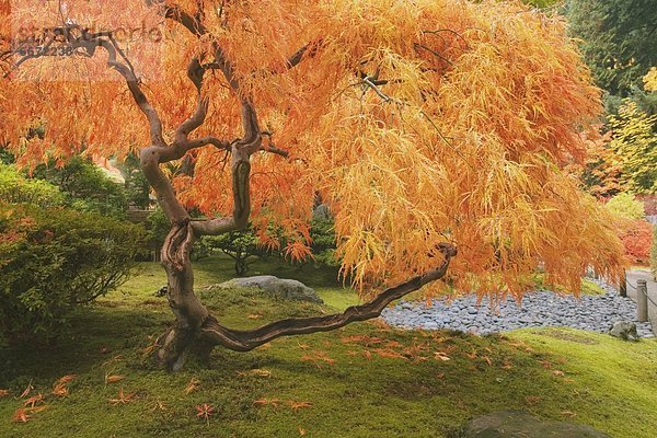 Herbstlich gefärbter Baum