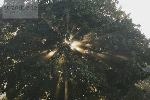 Sonnenlicht durch Bäume