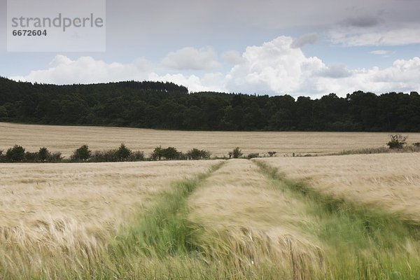 Feld  groß  großes  großer  große  großen  Gras