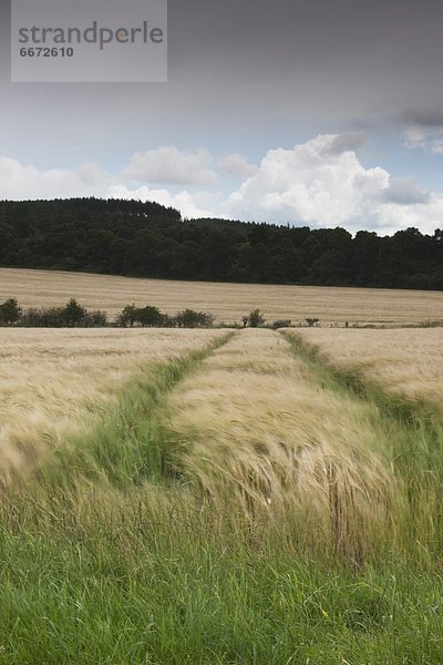 Feld  groß  großes  großer  große  großen  Gras