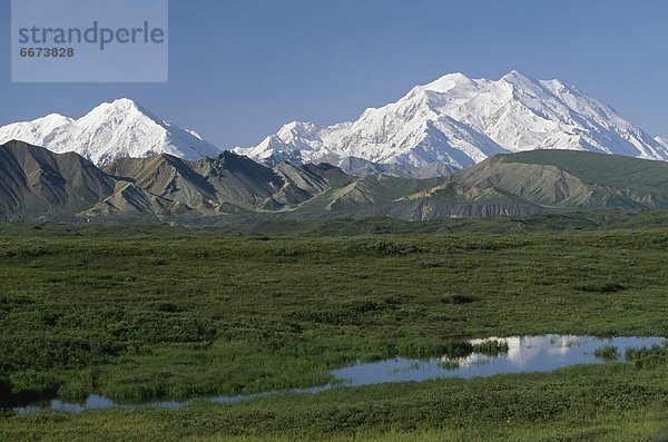Vereinigte Staaten von Amerika  USA  Denali Nationalpark  Alaska