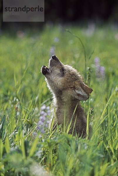 Wolf  Canis lupus  Berg  Wiese  Welpe