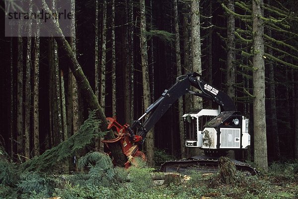 schneiden  Baum  Plantage