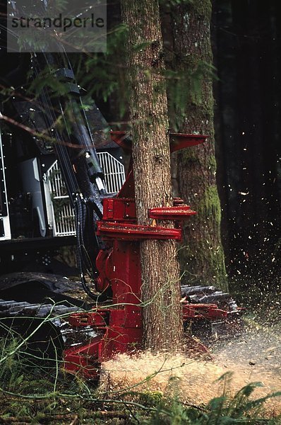 schneiden  Baum  Plantage  festhalten