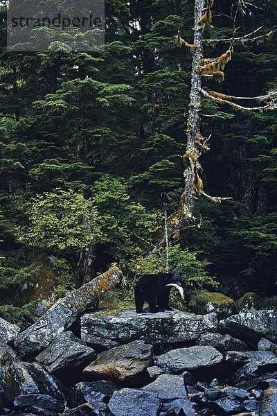 Vereinigte Staaten von Amerika  USA  Schwarzbär  Ursus americanus  Lachs  British Columbia  Princess Royal Island