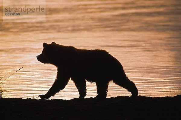Grizzlybär  ursus horibilis  Grizzly  Ecke  Ecken  gehen  Sonnenuntergang  See  jung  vorwärts  Bär