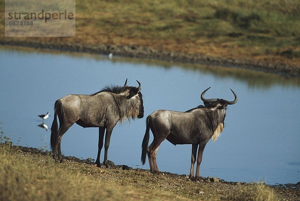 Wildebeest (Connachaetes)