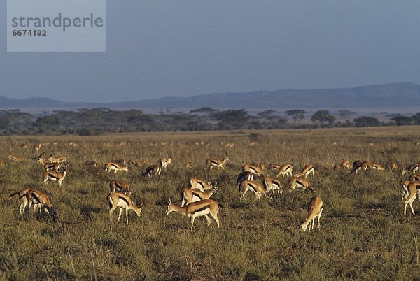 Serengeti Nationalpark  Afrika  Tansania