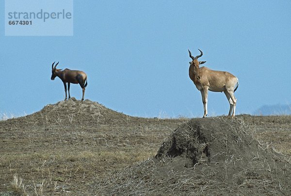 stehend  Leierantilope  Damaliscus lunatus  Afrika