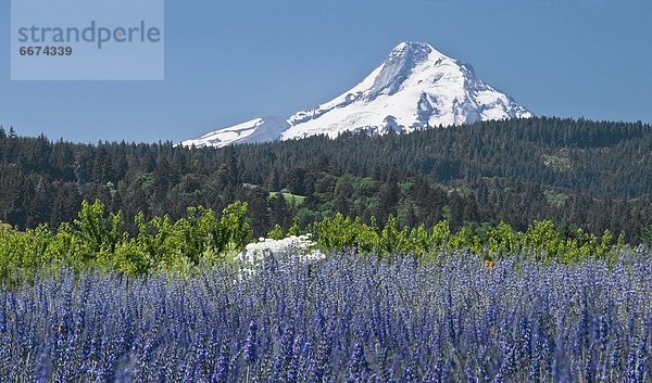 Vereinigte Staaten von Amerika  USA  Mount Hood  Oregon