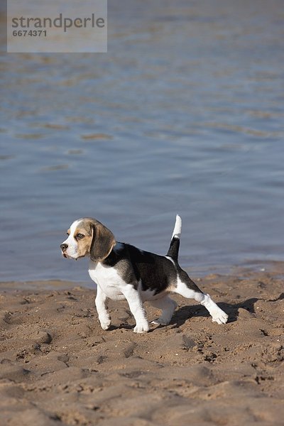 Beagle  Welpe