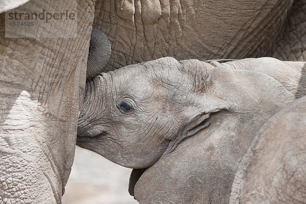 Elefant  Mutter - Mensch  Baby