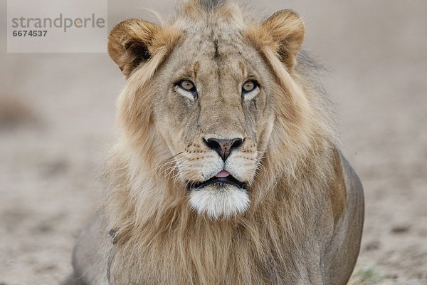 Löwe  Panthera leo  Afrika  Kenia