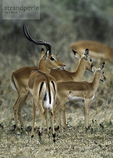 Ostafrika  Serengeti Nationalpark  Tansania