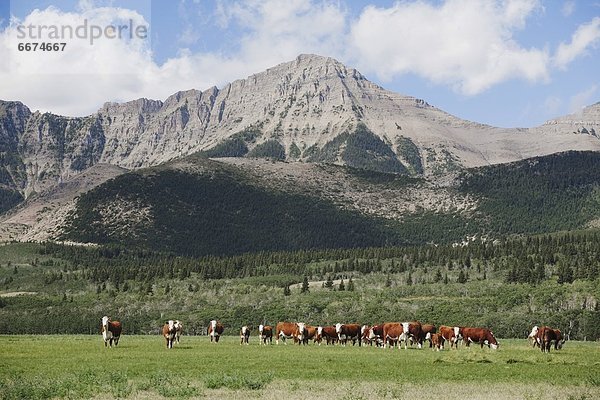 Alberta  Kanada