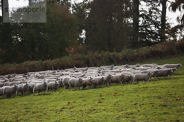 Schaf  Ovis aries  Feld  groß  großes  großer  große  großen  Herde  Herdentier  Vogelschwarm  Vogelschar  England  Northumberland